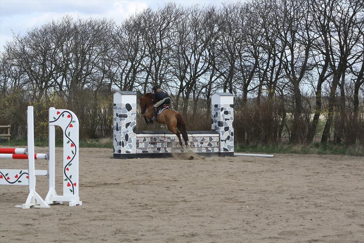 Dansk Varmblod Coam Laquita - en af de første gange hun springer mur!<3 + første gang udendørs 2012. billede 18