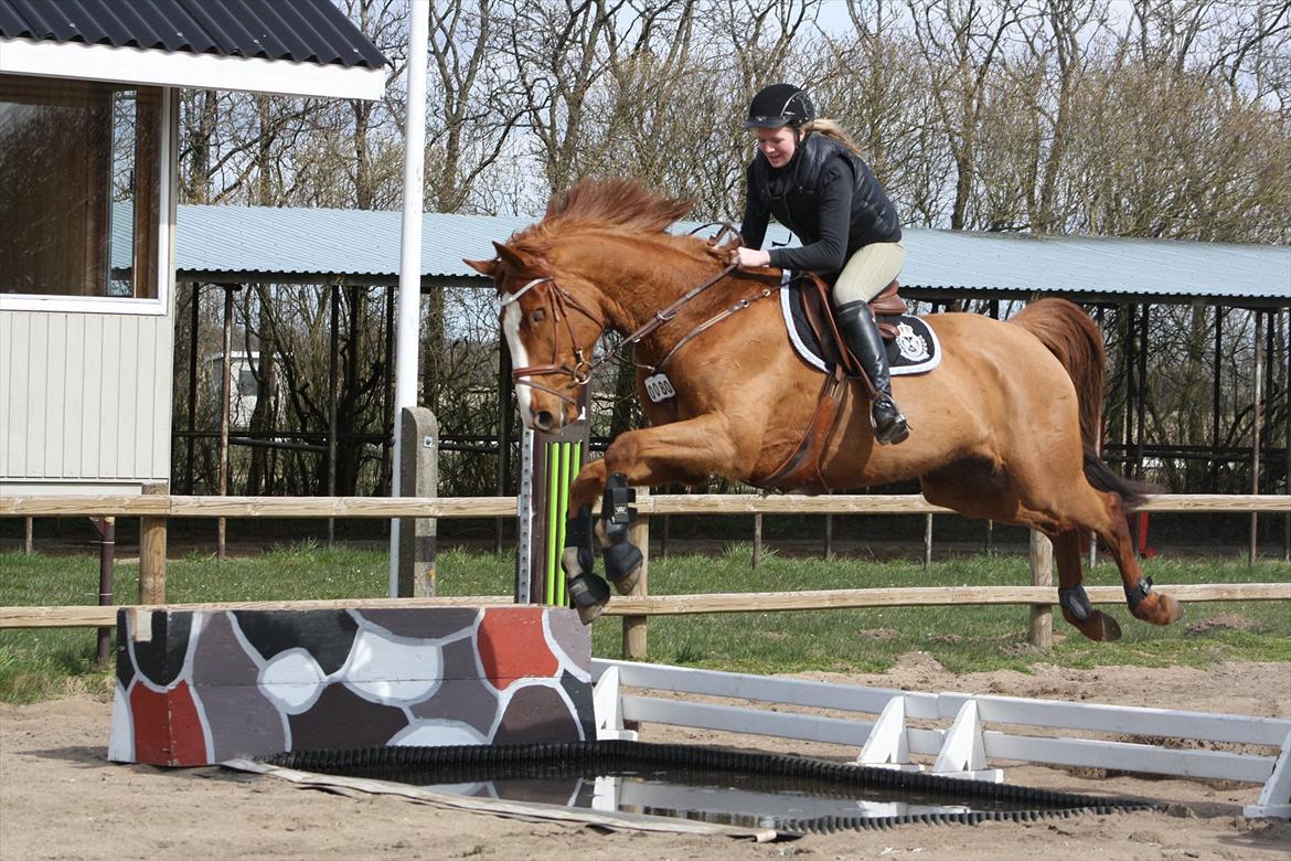 Dansk Varmblod Coam Laquita - anden gang over stor vandgrav i Laquita's liv <3 hun var SEJ!<3 billede 19