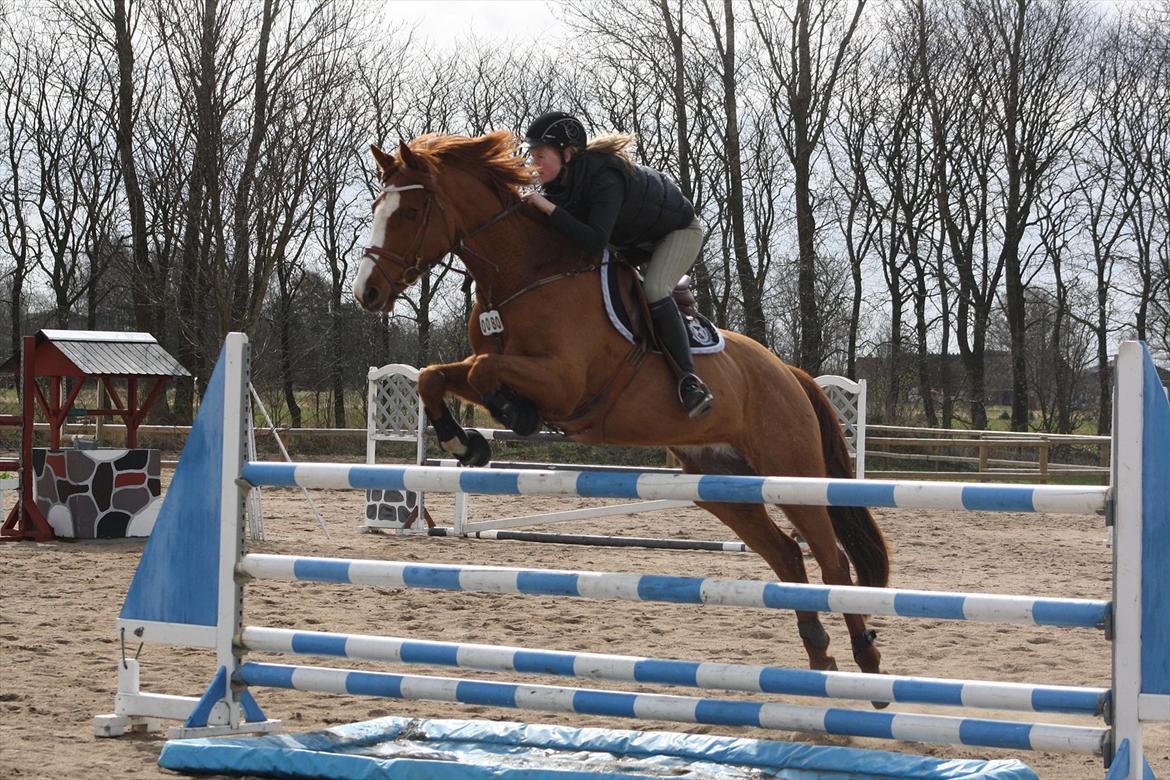 Dansk Varmblod Coam Laquita - stjernen <3 billede 20