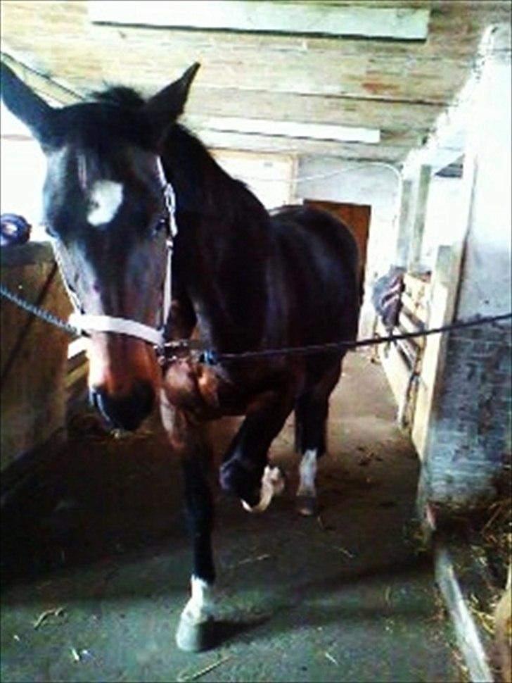 Dansk Varmblod Guinea billede 4