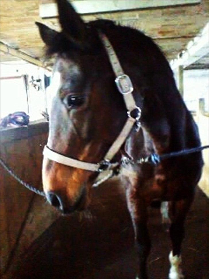 Dansk Varmblod Guinea billede 5