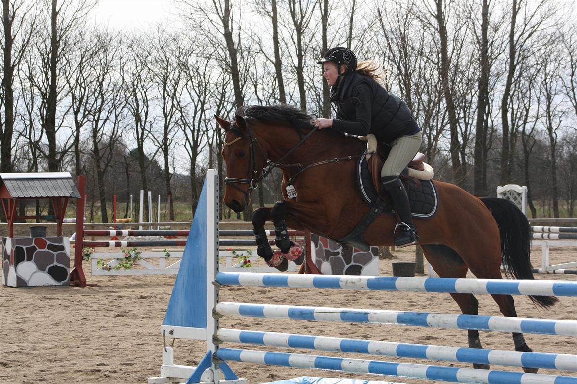 Anden særlig race Kyara *SEJE-REJE* - Sød og dygtig pony ! <3 billede 12