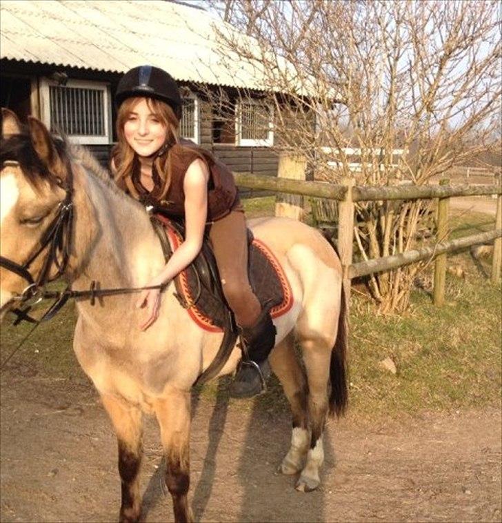 Welsh Partbred (Sec F) Tivall -  Træt pony efter dressurtræning.. :-) billede 1