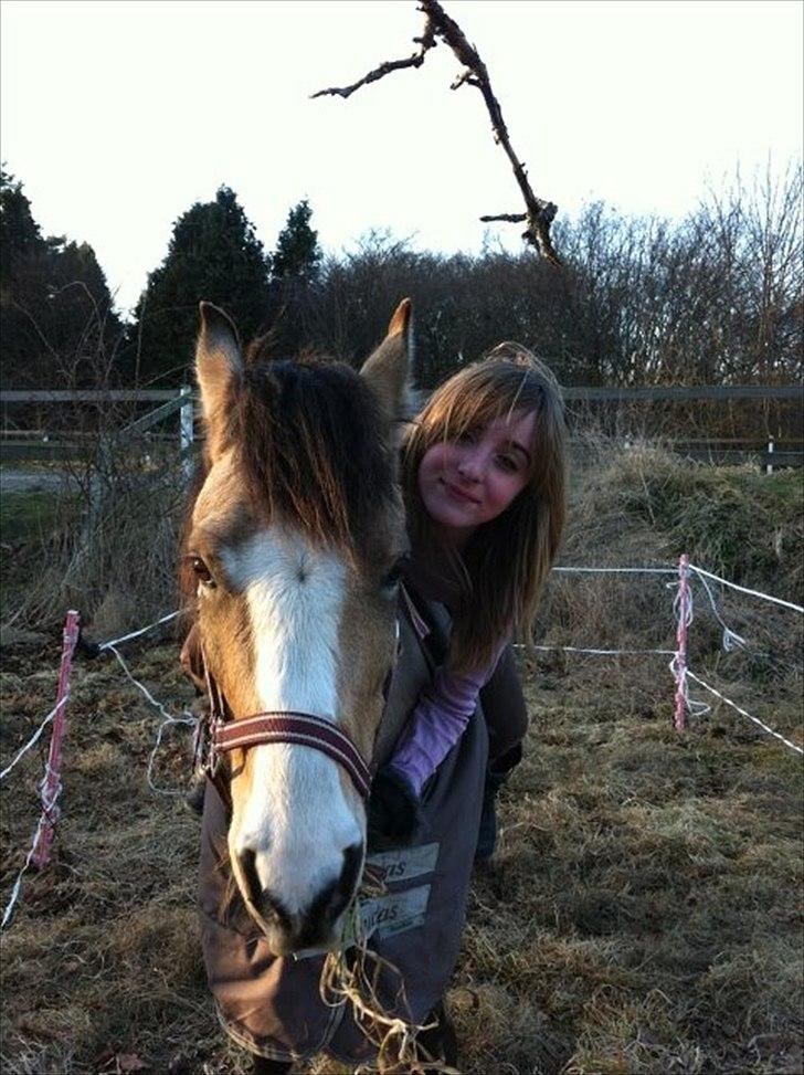 Welsh Partbred (Sec F) Tivall -  Velkommen til Tivalls profil :-) billede 3