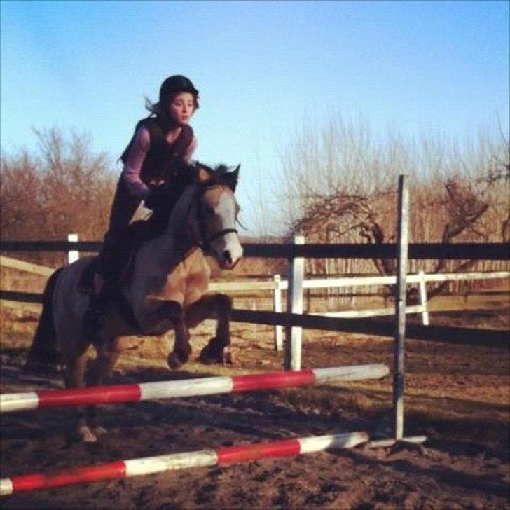 Welsh Partbred (Sec F) Tivall -  Lidt springtræning!<3 billede 6