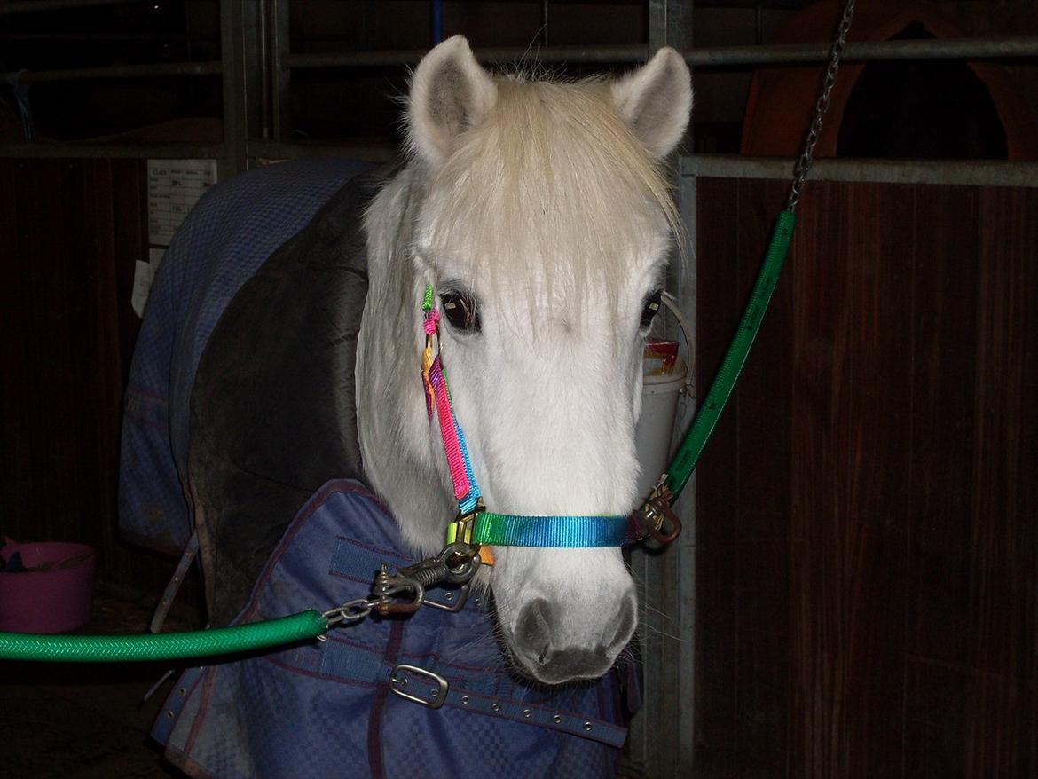 Anden særlig race Sally; Gamle  ^^ R.I.P ^^ SAVNET :'( - Lille nuttet pony <3 :* billede 11