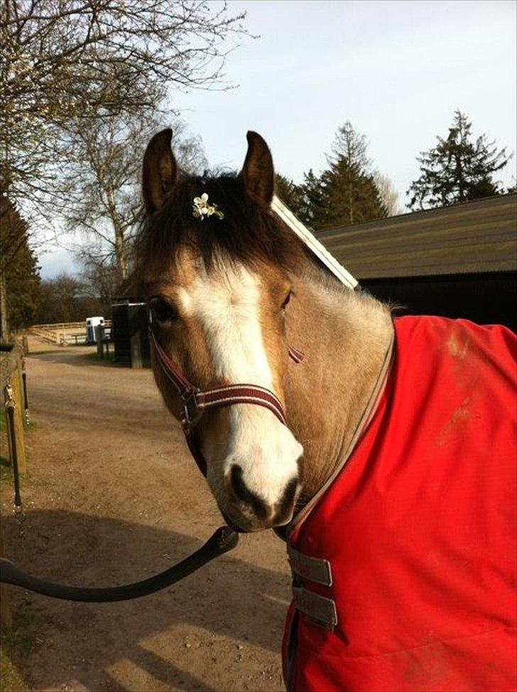 Welsh Partbred (Sec F) Tivall - Den dejlige dreng på hans fødselsdag 5 april.<3 billede 4