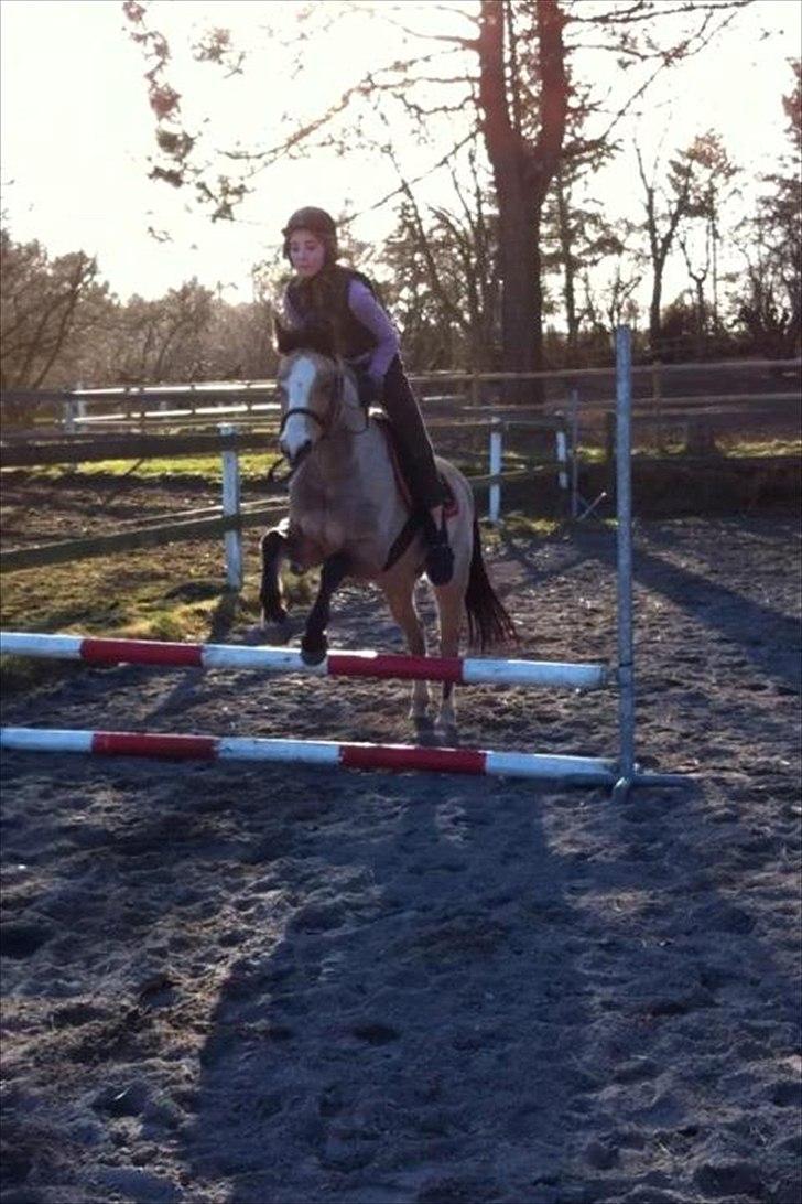 Welsh Partbred (Sec F) Tivall - Spring marts 2011 billede 7