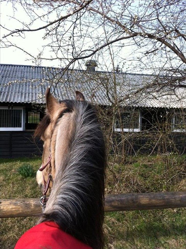 Welsh Partbred (Sec F) Tivall - Søøøøød. billede 8