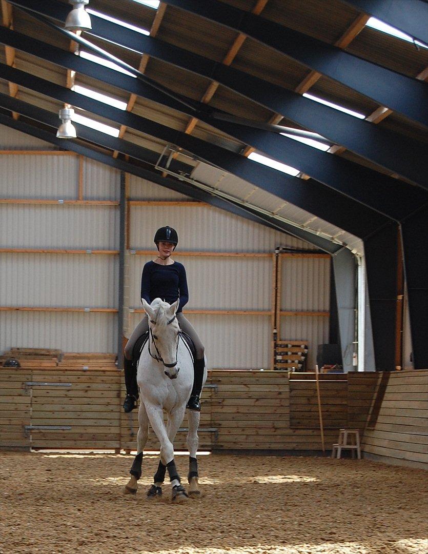 Hannoveraner Ferrari - Træning billede 17