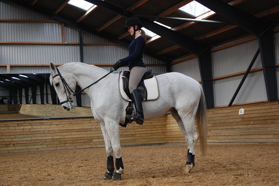 Hannoveraner Ferrari billede 18