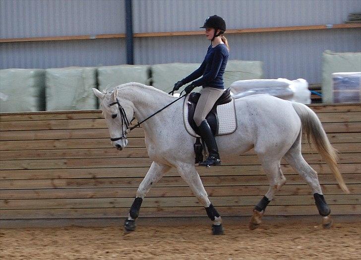 Hannoveraner Ferrari - 2012 - 2. April <3  billede 3