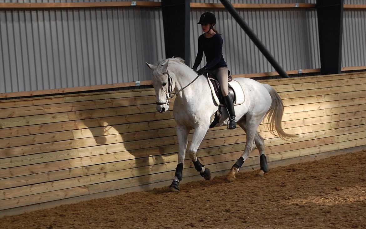 Hannoveraner Ferrari - Daglig træning billede 19