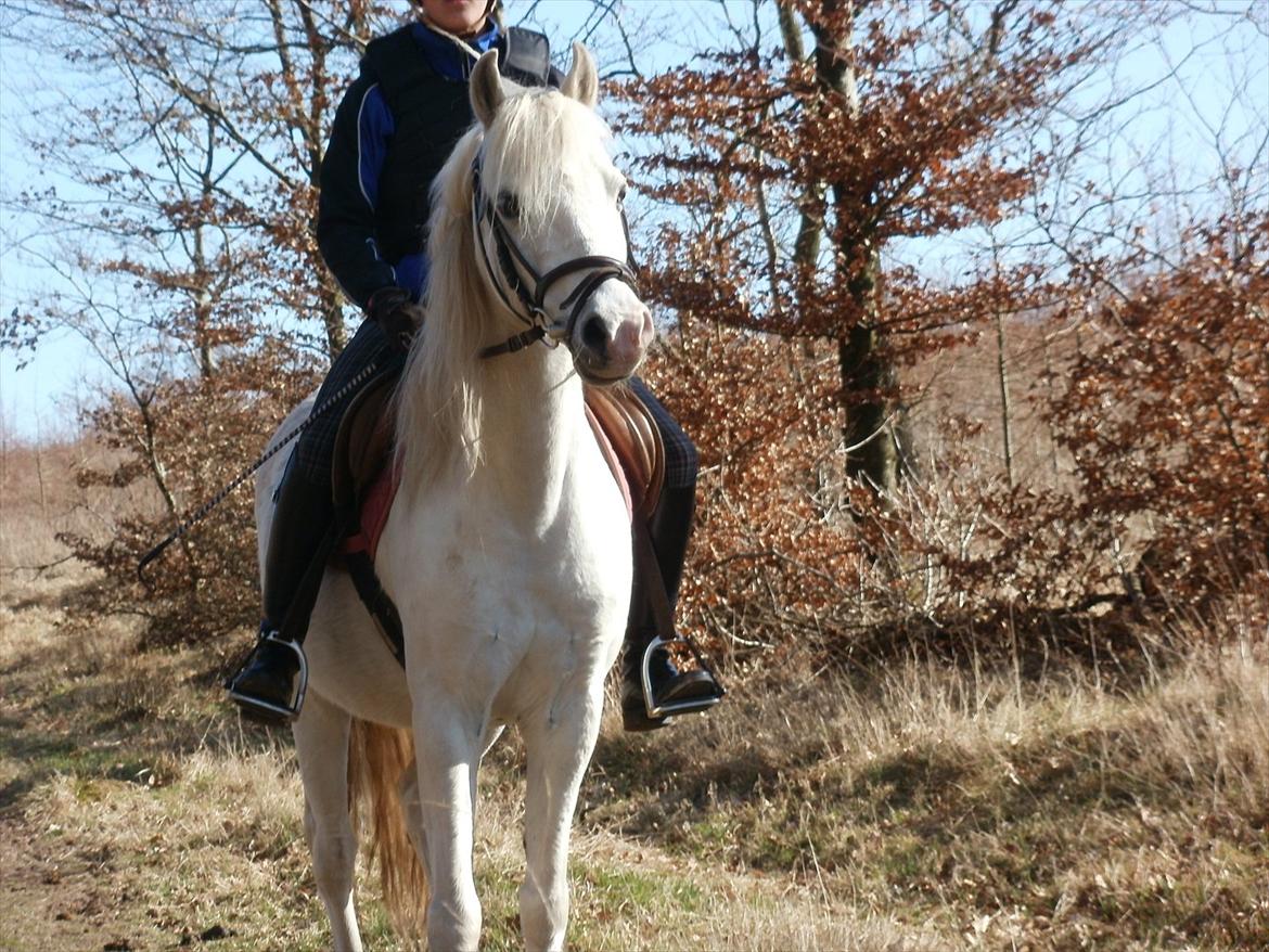 Welsh Pony (sec B) Korreborgs Kawango *MIT LIV* - *NYT* Dejlige Kawango i skoven. Marts 2012 billede 20