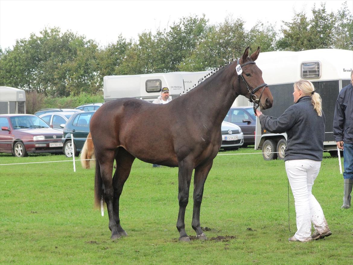 Oldenborg Bakkegaards Evita billede 8
