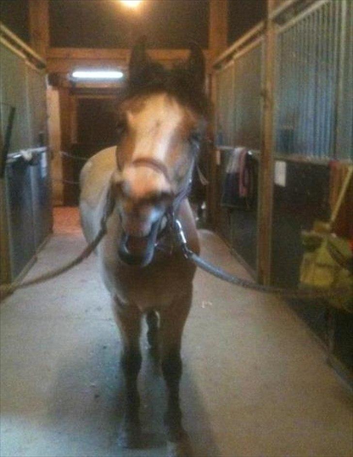 Welsh Partbred (Sec F) Tivall - Gaaaaaab ;-) billede 5