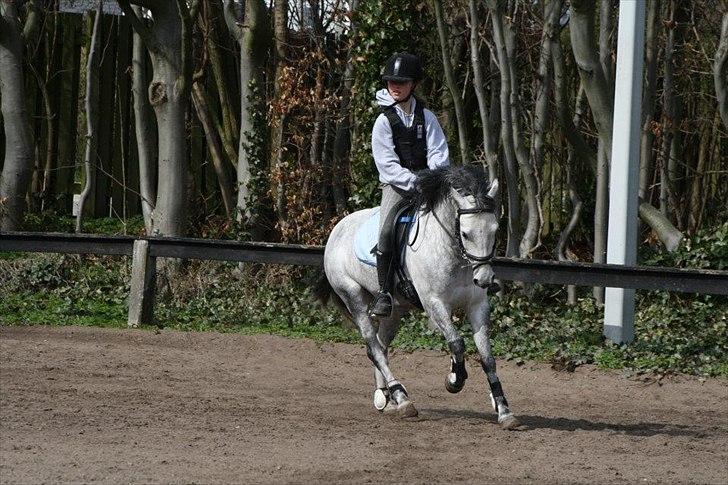 Anden særlig race Aziz (Min Part) - Galop på udendørs ridebanen - Sommer 2012. billede 4