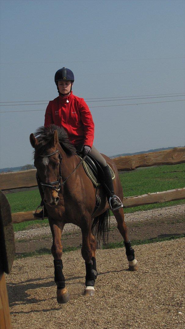 Dansk Varmblod  Chanelle R.I.P billede 12