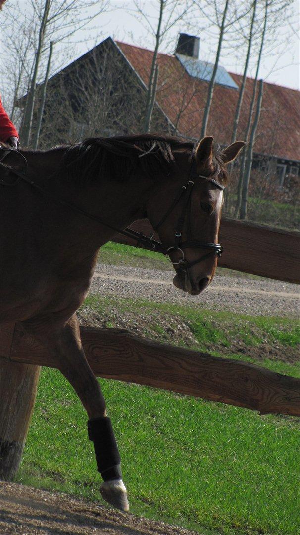 Dansk Varmblod  Chanelle R.I.P billede 15