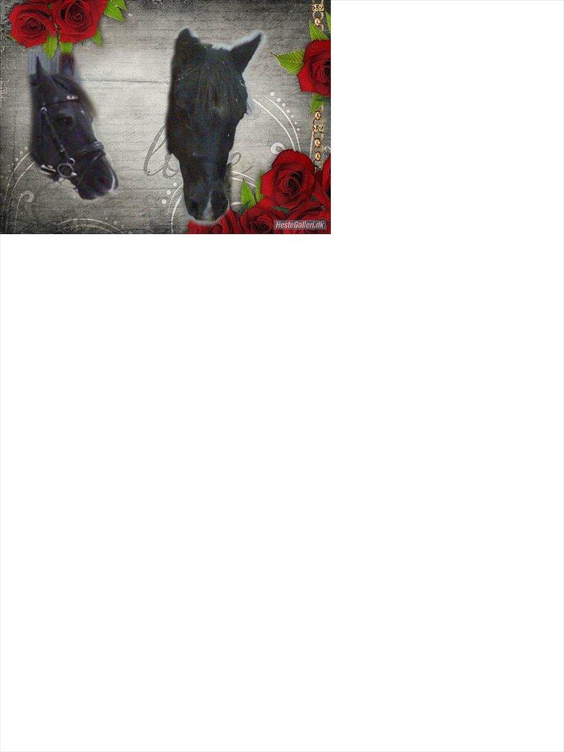 Anden særlig race Engtoft's Black Jack (solgt & savnet) - love YOU <<<<<3 billede 11