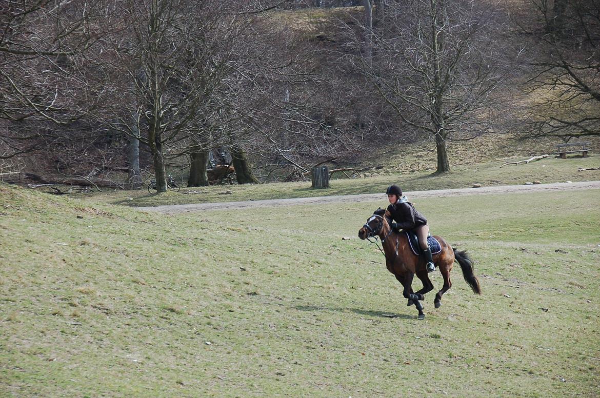 Anden særlig race Emma Embrace <3 - Ulvedalene d. 3 april foto: min faar billede 3