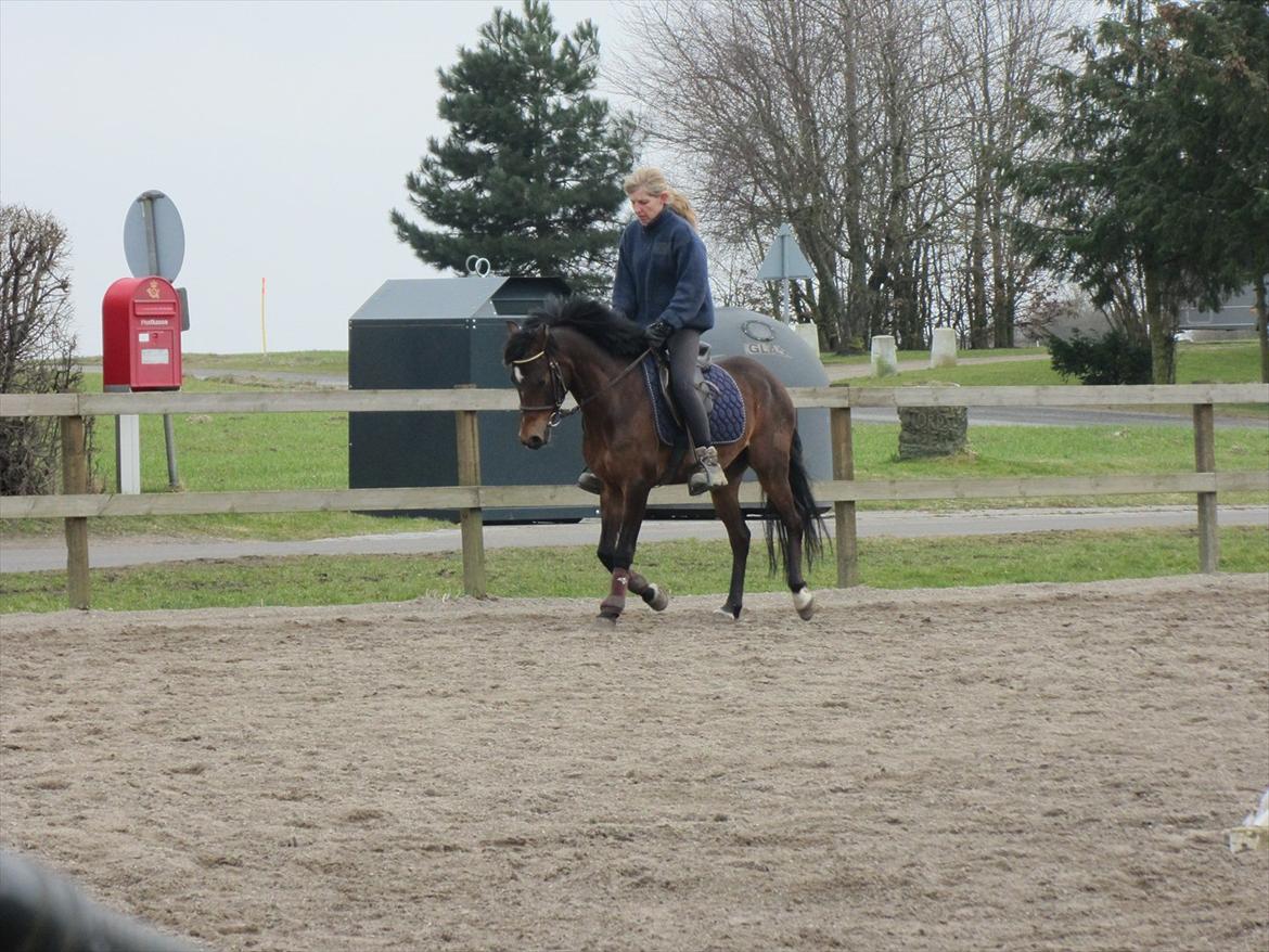 DSP Mirain Charming - Min ridelære får lige lært Charming hvordan man skal gøre. ;) billede 2