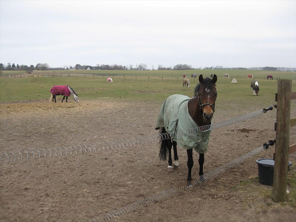 DSP Mirain Charming - Nuttede lille pony! <3 billede 8