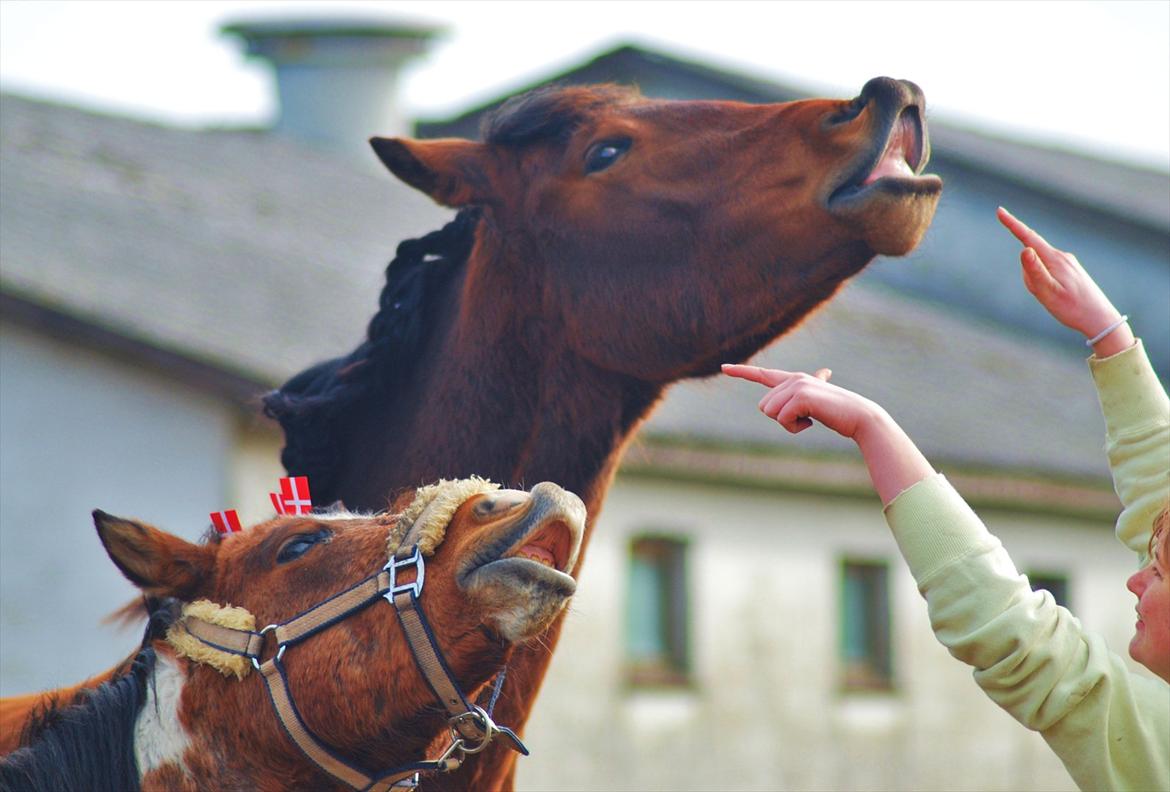 Anden særlig race Mr. Moonwalk | Himmelhest - 1 års fødselsdag. Foto: Mikela Emdal Thomsen billede 13
