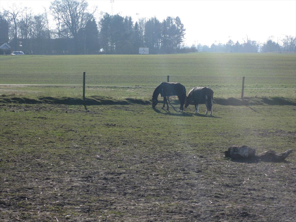 DSP Mirain Charming billede 17