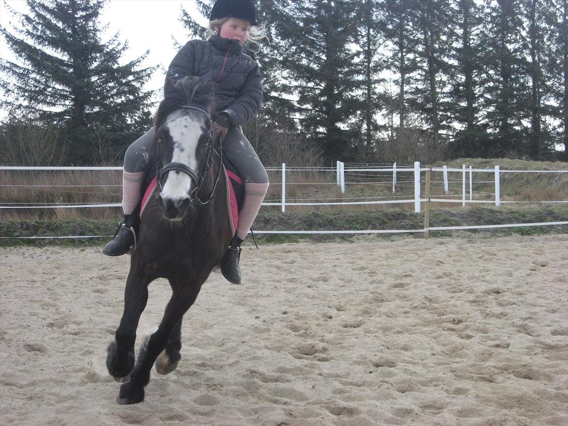 Anden særlig race Pondus billede 11