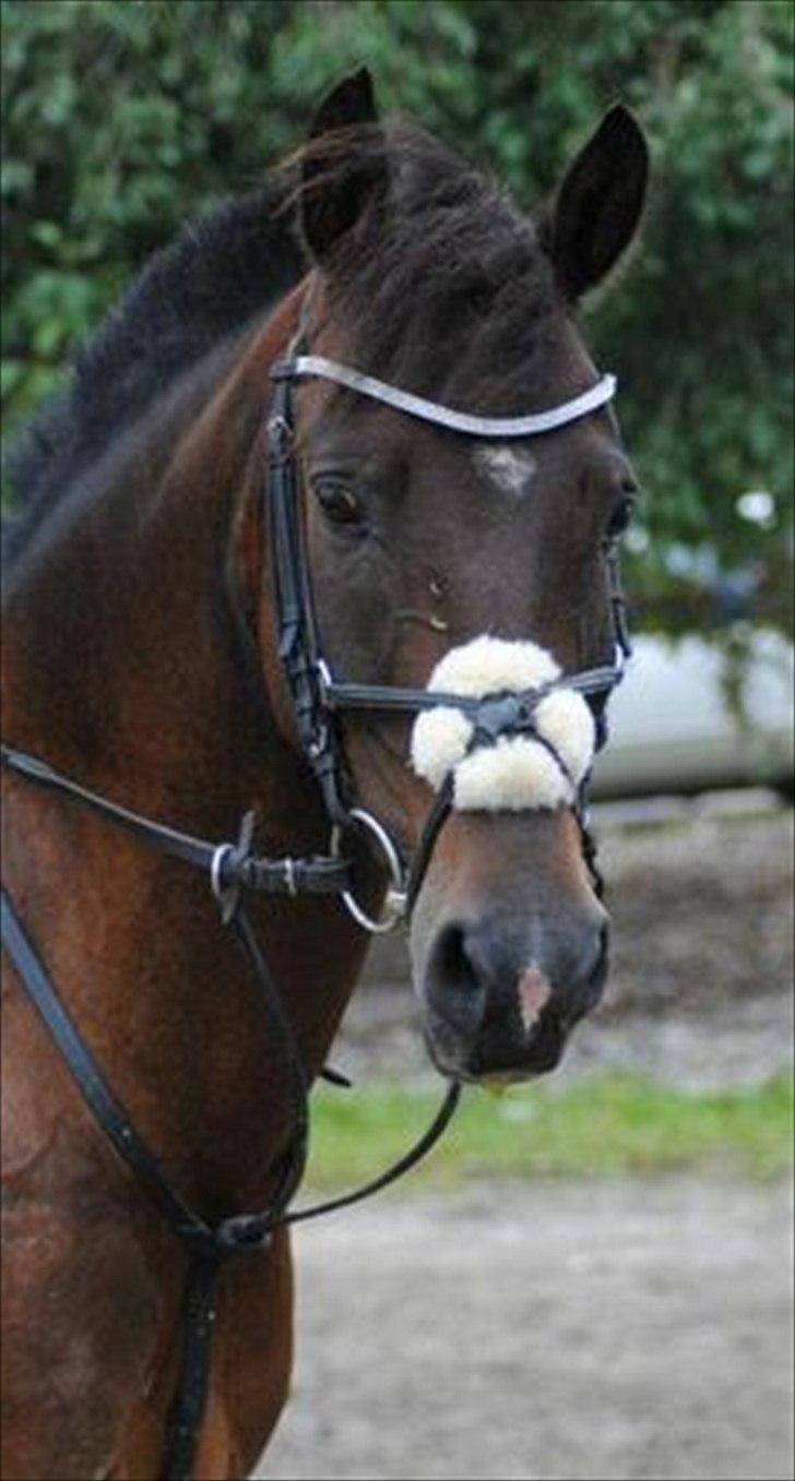 Tysk Sportspony Timo 215¨ - Timo til spring stævne på Vedbæk Rideklub. 

Fotograf: Pia Riber billede 13