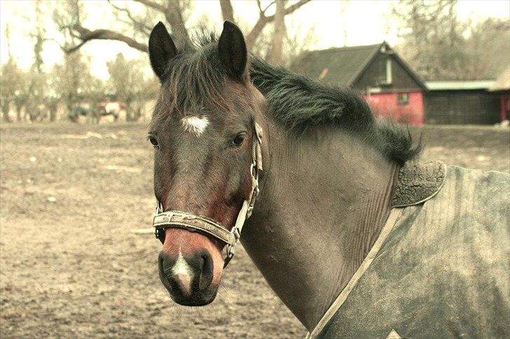 Tysk Sportspony Timo 215¨ - Timo på fold. 
Fotograf: Nikita Kristina Riber billede 6