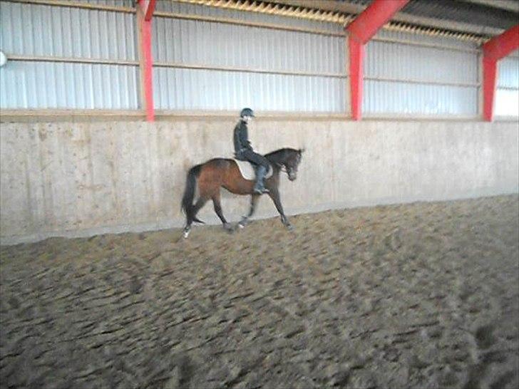 Anden særlig race Avanti SOLGT :( billede 13