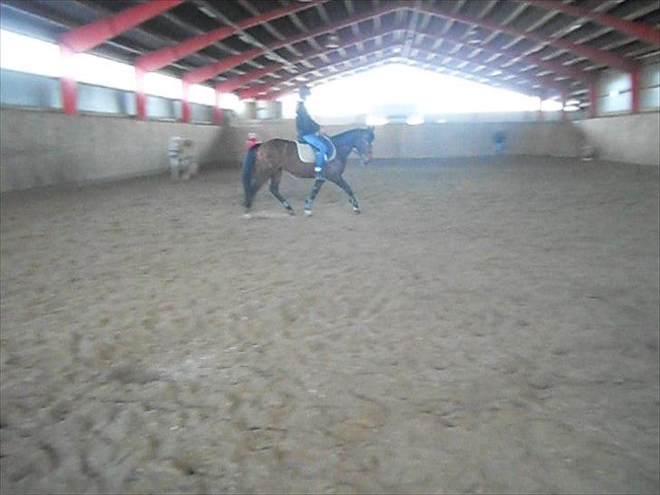 Anden særlig race Avanti SOLGT :( billede 14