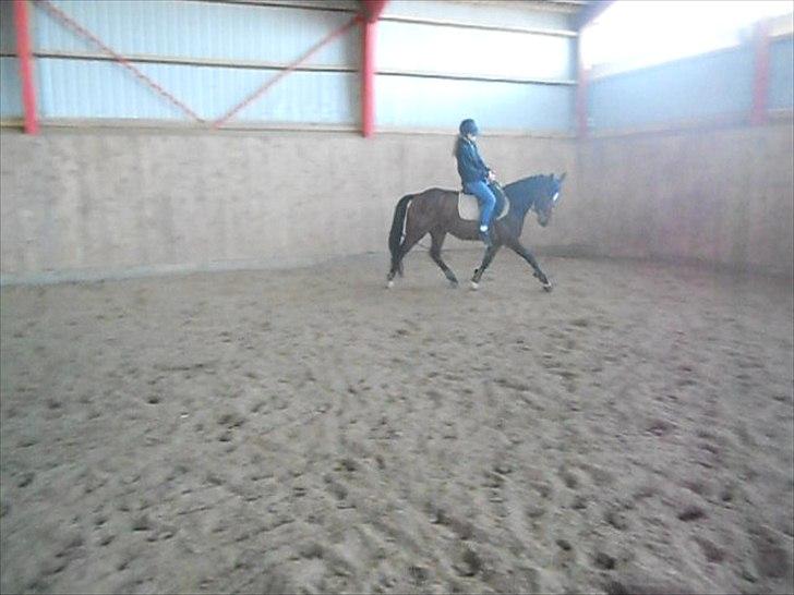 Anden særlig race Avanti SOLGT :( billede 15