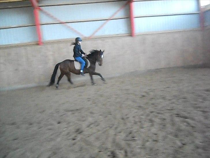 Anden særlig race Avanti SOLGT :( billede 16