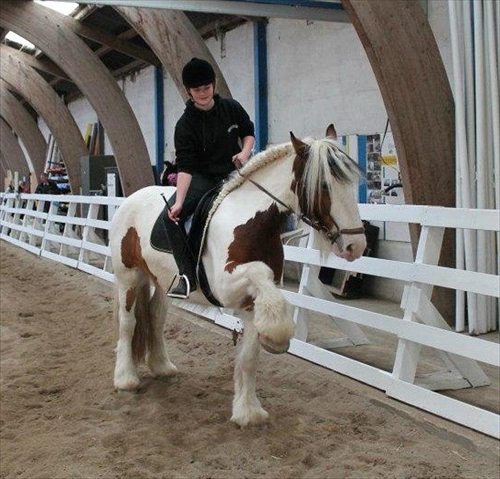 Irish Cob | Kenzo's Lacrosse *Krølle* - SOLGT! - Krølle tricks ;-) Spanske skridt fra ryggen <3 billede 4