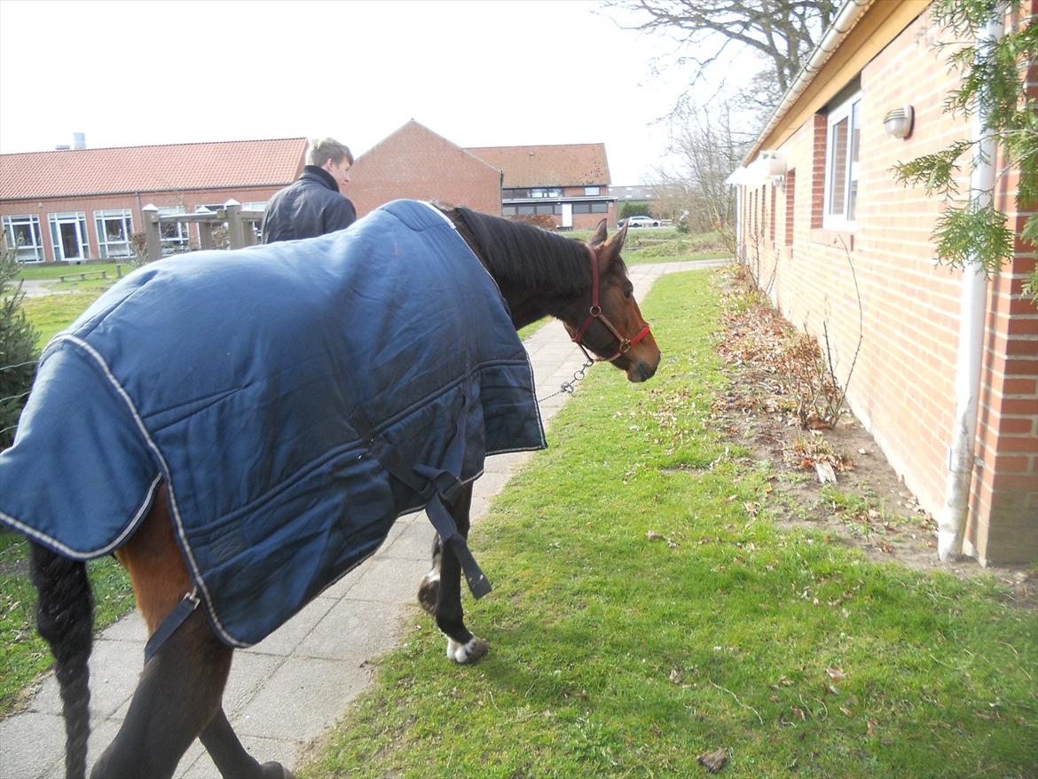 Anden særlig race Avanti SOLGT :( billede 18