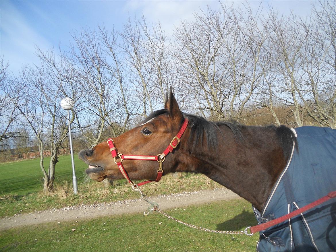 Anden særlig race Avanti SOLGT :( billede 1