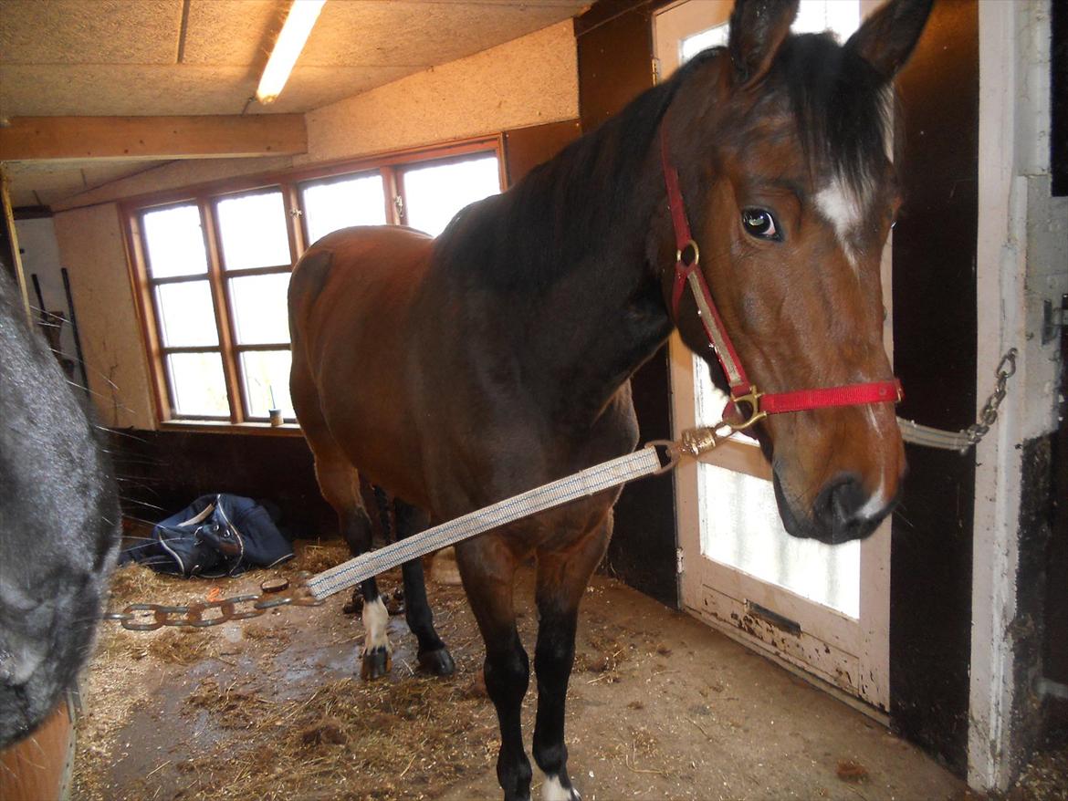 Anden særlig race Avanti SOLGT :( billede 19