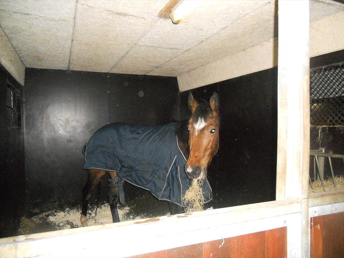 Anden særlig race Avanti SOLGT :( billede 20