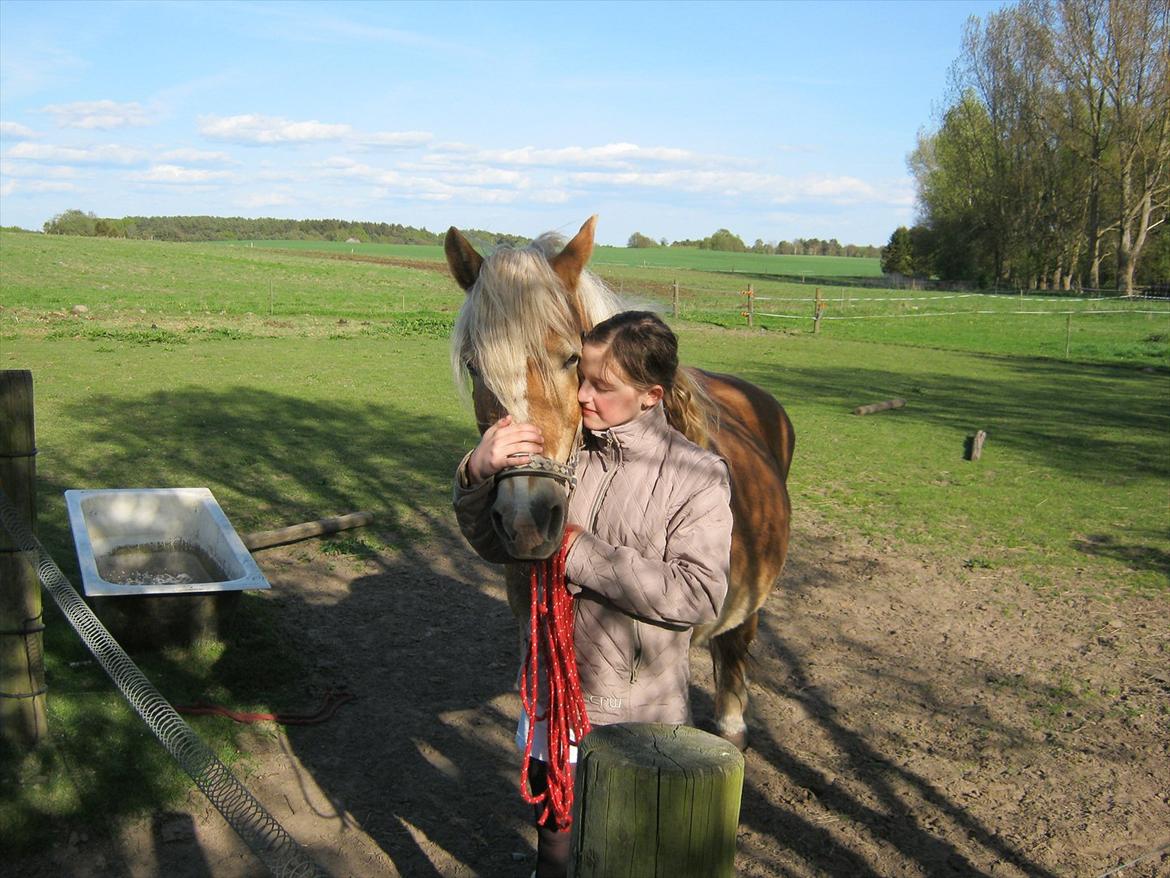 Haflinger Burgi - savnet og elsket billede 2