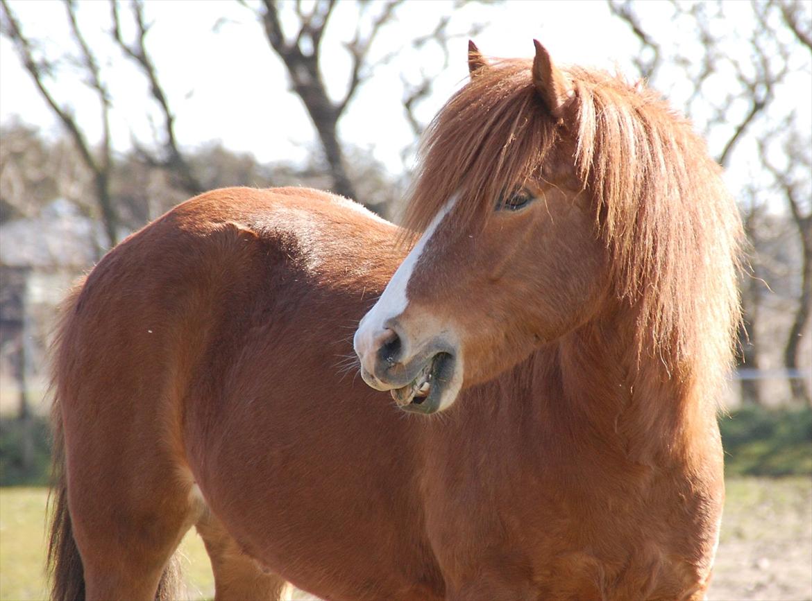Islænder Dyggur fra Tranten billede 1
