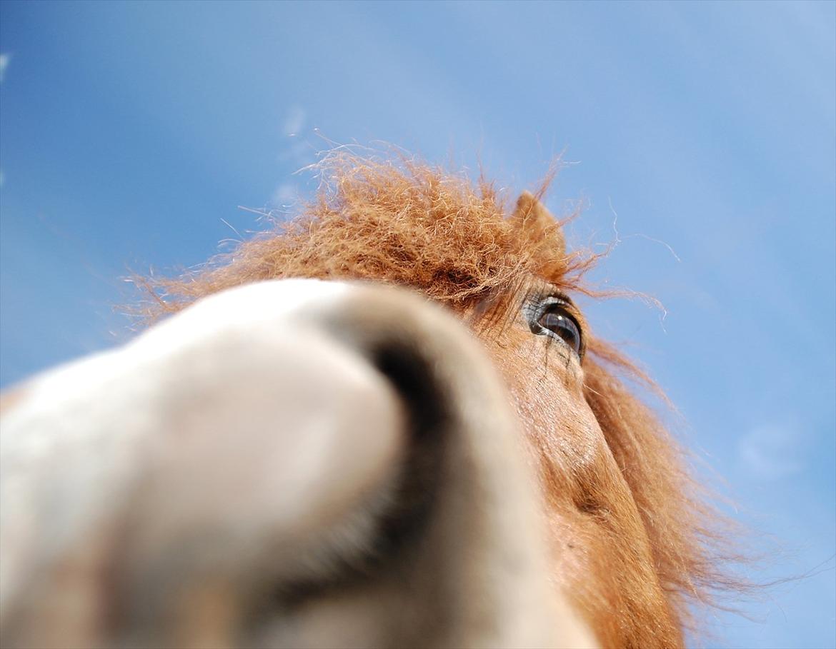 Islænder Dyggur fra Tranten billede 3