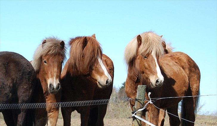 Islænder Dyggur fra Tranten billede 4