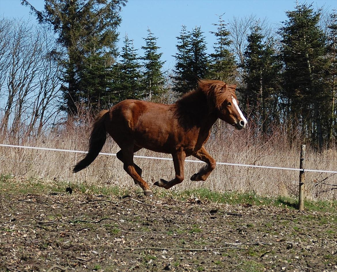 Islænder Dyggur fra Tranten billede 2