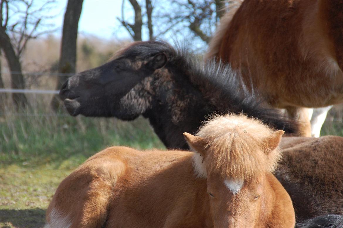 Islænder Dögg fra Tranten billede 11