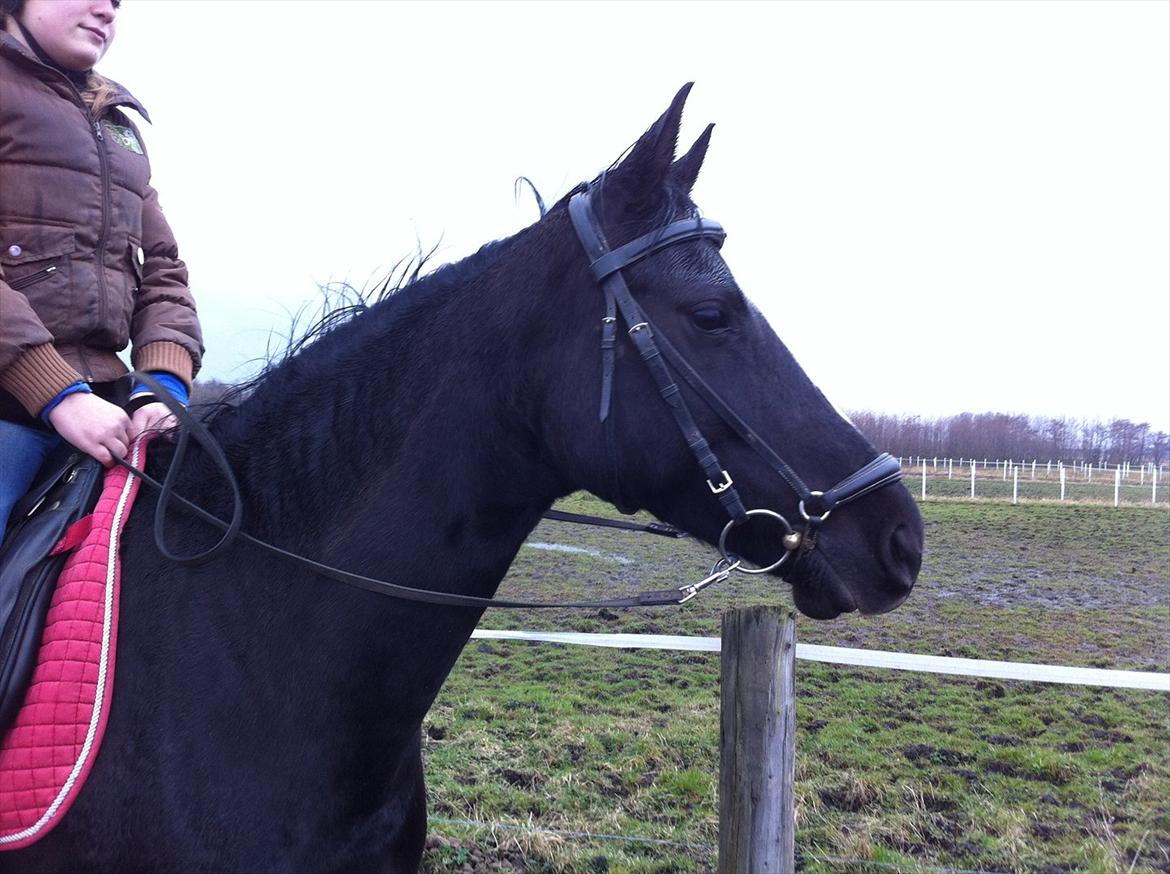 Dansk Varmblod Akido billede 11