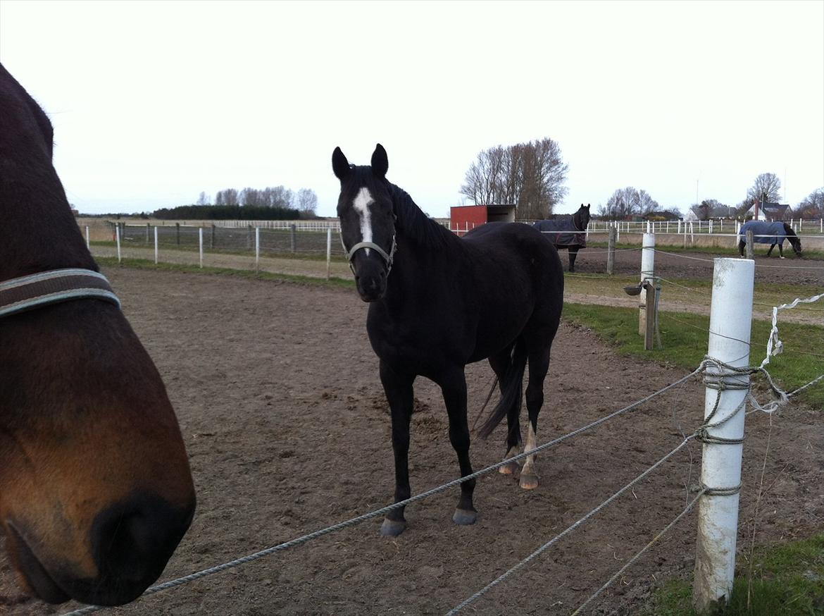 Dansk Varmblod Akido billede 12