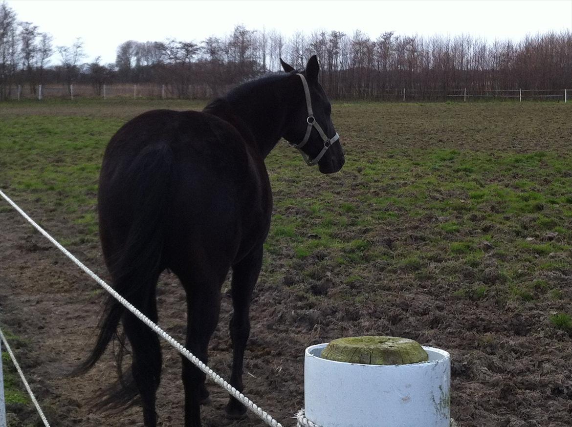 Dansk Varmblod Akido billede 13